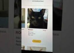 Enlace a Los mejores nombres que le puedes poner a un gato