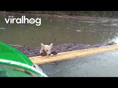 Hombre en un bote rescata a un osezno que se estaba ahogando