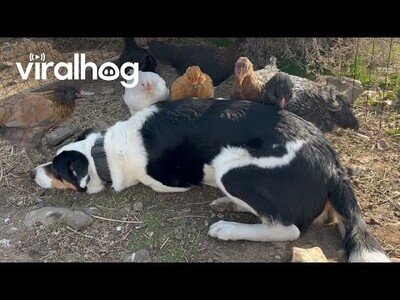 Este perro cuida de unos pollos