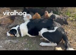 Enlace a Este perro cuida de unos pollos