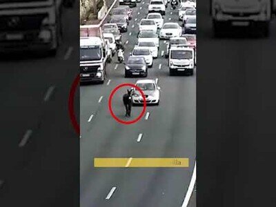 Un burro se escapa de la Feria de Sevilla y colapsa una autovía