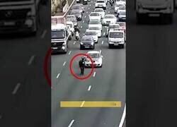 Enlace a Un burro se escapa de la Feria de Sevilla y colapsa una autovía