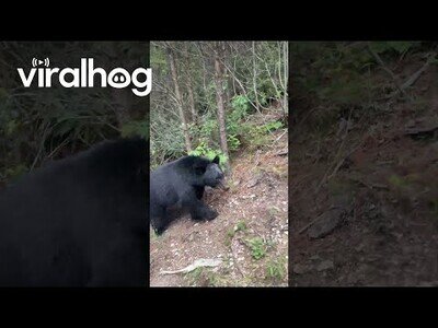 Cuando te subes a una montaña rusa y te encuentras dos osos