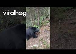 Enlace a Cuando te subes a una montaña rusa y te encuentras dos osos
