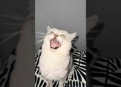 Enlace a Cuando tu gato te hace los coros