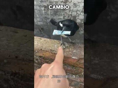 Se encuentra a un pájaro con un billete en el pico e intenta negociar