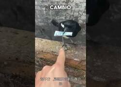 Enlace a Se encuentra a un pájaro con un billete en el pico e intenta negociar