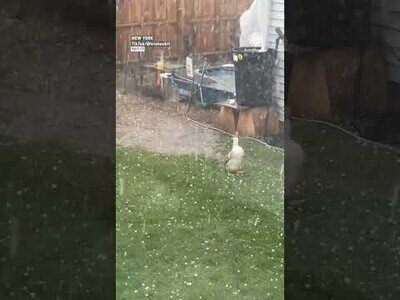 Este pato disfruta del granizo