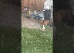 Enlace a Este pato disfruta del granizo