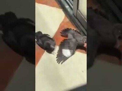 Pajáros fingen estar enfermos frente a un establecimiento porque vieron al dueño dando comida a un pájaro herido