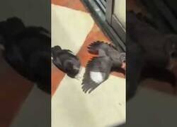 Enlace a Pajáros fingen estar enfermos frente a un establecimiento porque vieron al dueño dando comida a un pájaro herido