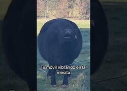 Enlace a Esta vaca imita el sonido de tu móvil vibrando en la mesita