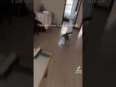 La única manera de hacer que entre en casa