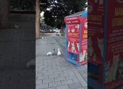 Enlace a Pusieron máquinas para alimentar a los gatos y ahora las gaviotas han aprendido a maullar