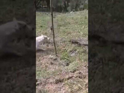 El Firulais no debió meterse con este lagarto