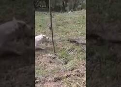 Enlace a El Firulais no debió meterse con este lagarto