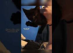 Enlace a Estos gatos han aprendido a hablar