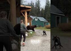 Enlace a El perro que espantaba osos