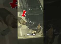 Enlace a Perros destrozan y desvalijan un coche