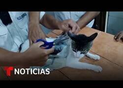 Enlace a Atrapan al 'Narcomichi', un gato utilizado para introducir droga en la cárcel