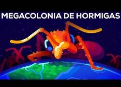 Enlace a La megacolonia de miles de millones de hormigas