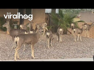 Ciervos invaden un barrio de Arizona
