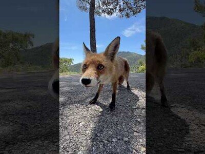 El curioso encuentro entre un zorro y un ciclista