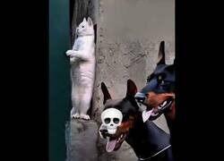 Enlace a Estos gatos son maestros del escondite