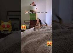 Enlace a Gatos siendo atacados por sus propias colas