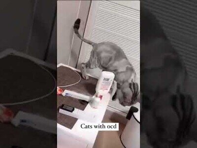 Recopilación de gatos con TOC