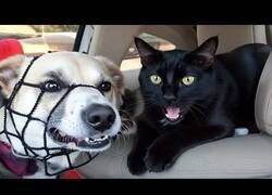 Enlace a Los mejores 'fails' con mascotas de por medio