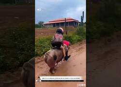 Enlace a Este niño brasileño va al colegio montado en su cerdito