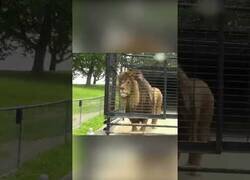 Enlace a Este león atacó a pesar de estar enjaulado