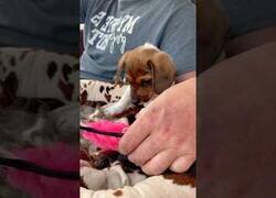 Enlace a Perros siendo asustados por juguetes