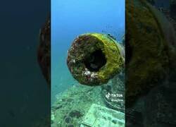 Enlace a Este pez no quiere que le metan basura en su casa