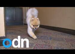 Enlace a El perro que aprendió a caminar sobre dos patas