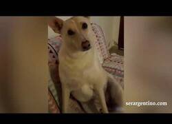 Enlace a Intentando provocar un cortocircuito a su propio perro