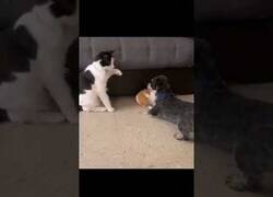 Enlace a Perro protege a un conejo de un gato