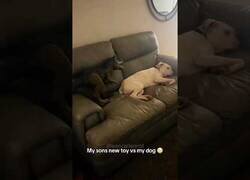 Enlace a Perro es asustado por un dinosaurio de juguete