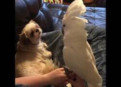Enlace a Cacatúa hablando de sus cosas con un perro