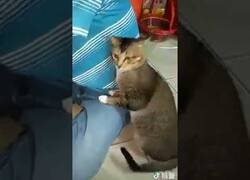 Enlace a Cuando tu gato te deja claro que necesitas una ducha