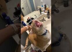 Enlace a Gatos disfrutando de ser rascados