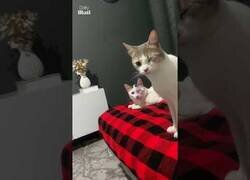 Enlace a Cuando operas del ojo a uno de tus gatos y el otro le imita