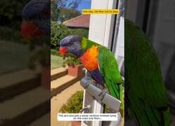 Enlace a Chica rescata a un loro arcoíris y no sabía lo que le esperaba