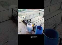 Enlace a Este cerdo cometió un grave error