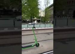 Enlace a Gaviota conduce un patinete eléctrico