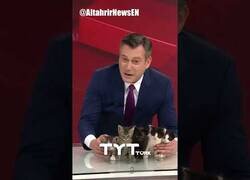 Enlace a Una gata da a luz en un canal de televisión turco y el presentador de las noticias muestra a los gatitos en directo