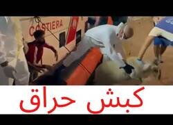 Enlace a Tunecino desembarca en la isla italiana de Lampedusa con una oveja