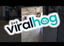 Enlace a Este perro es un excelente bateador