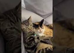 Enlace a Dos gatos pillados en la cama viendo un documental de pájaros